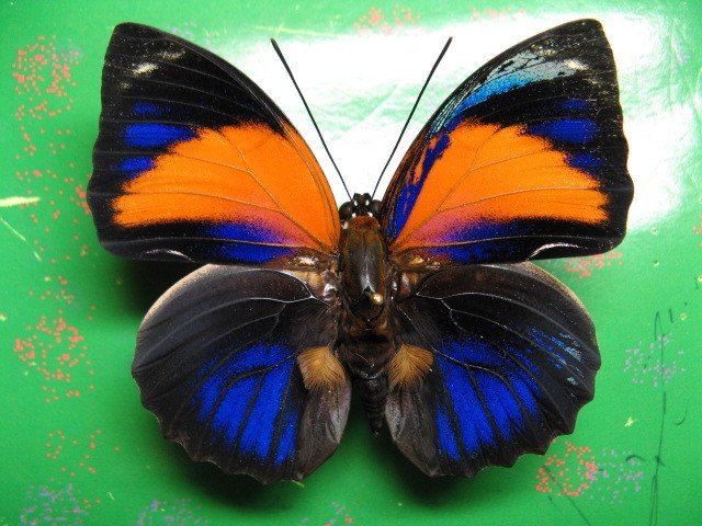 Agrias pericles mauensis male 4 (Internet Image property of respective owner, non-commercial use only)